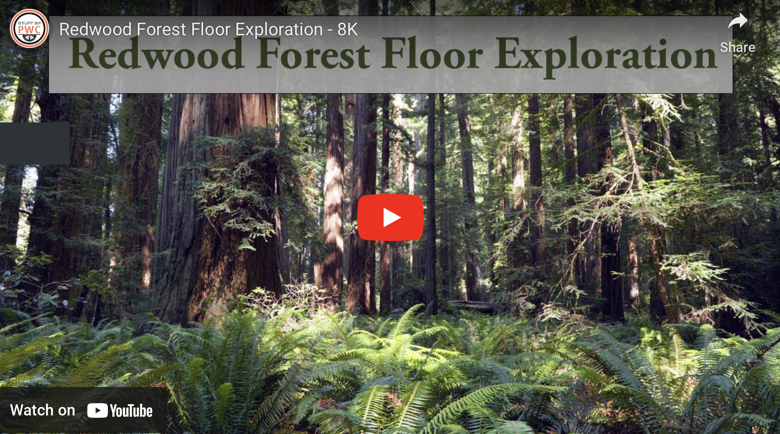 Redwood Forest Floor Exploration